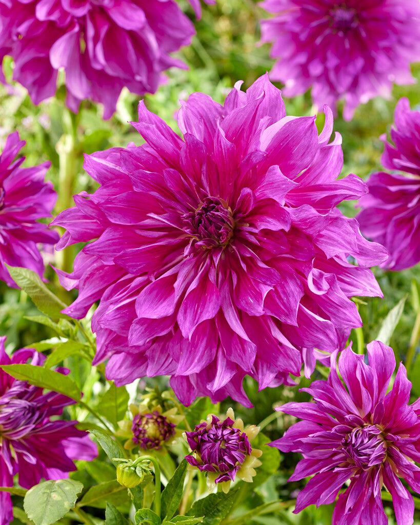 Dahlia Dekorativ Purple Taiheijo 1-pack